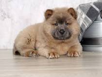 Chow Chow puppies available in Chennai